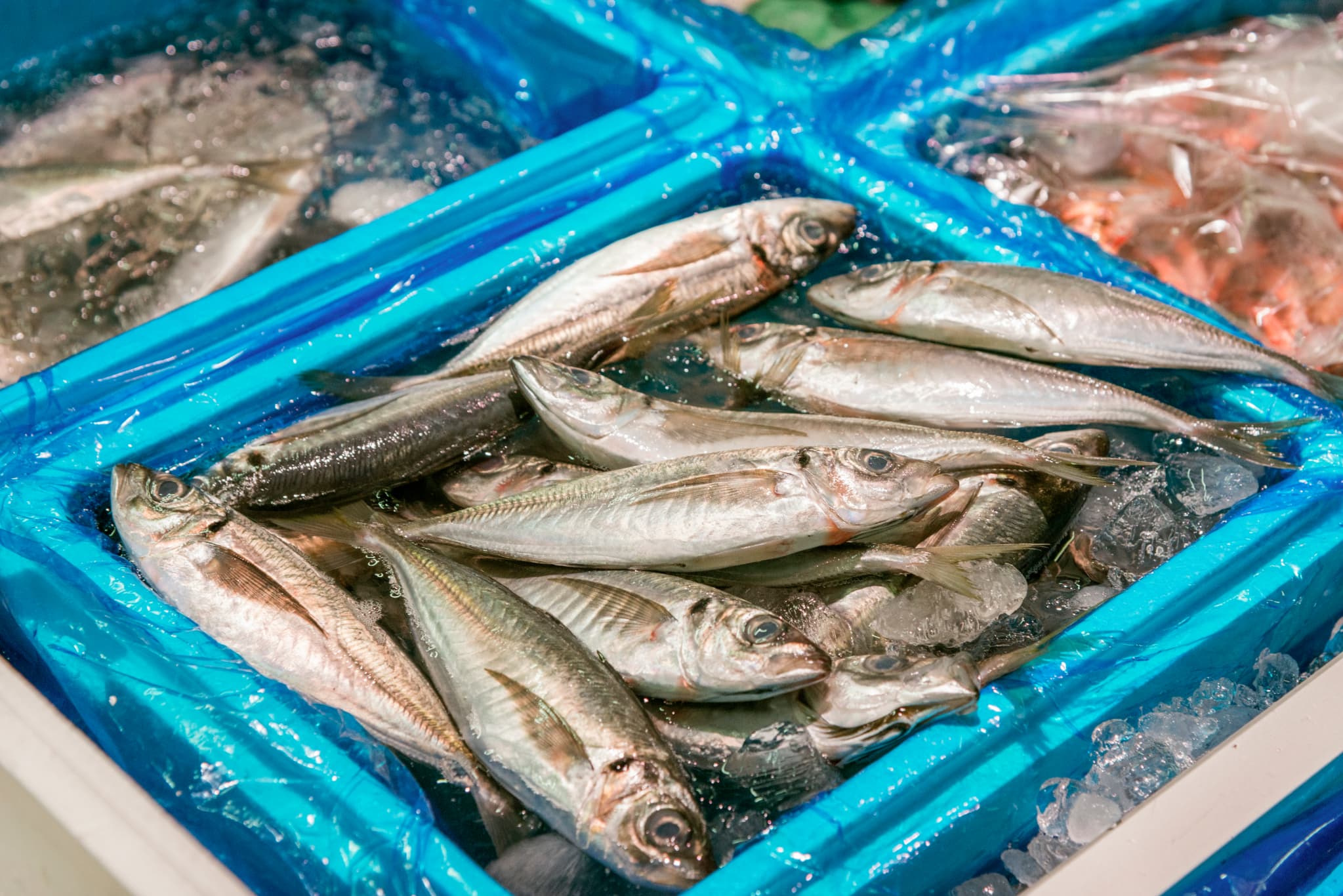 魚市場向け鮮魚輸送